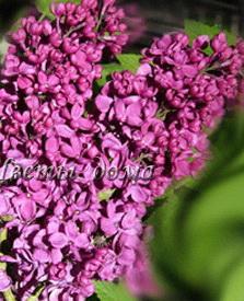 Сирень обыкновенная `Красная Москва`, Syringa vulgaris `Krasnya Moskva ...